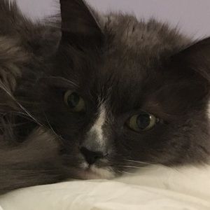 Meet your Posher, Sam